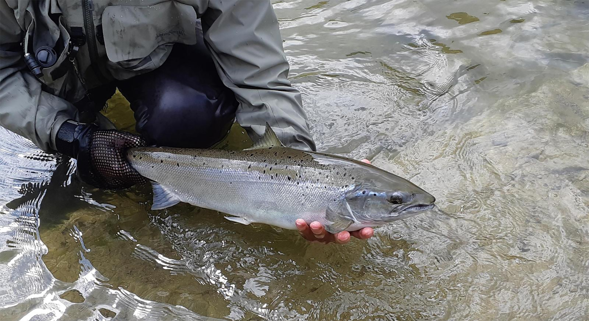 Lake Ontario Atlantic Salmon Restoration Program Lake Ontario