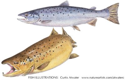 Salmon_Atwater
