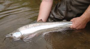 Catch and Release Atlantic Salmon | Photo credit: Credit River Angler's Association Catch and Release Atlantic Salmon | Photo credit: Credit River Angler's Association