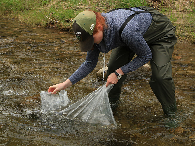 Lake Ontario Atlantic Salmon Restoration Program - History of Atlantic Salmon in Lake Ontario